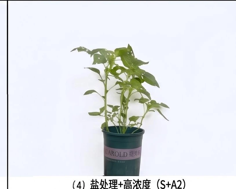 最新阶段盐处理加高浓度调理剂后的马齿苋盆栽结果