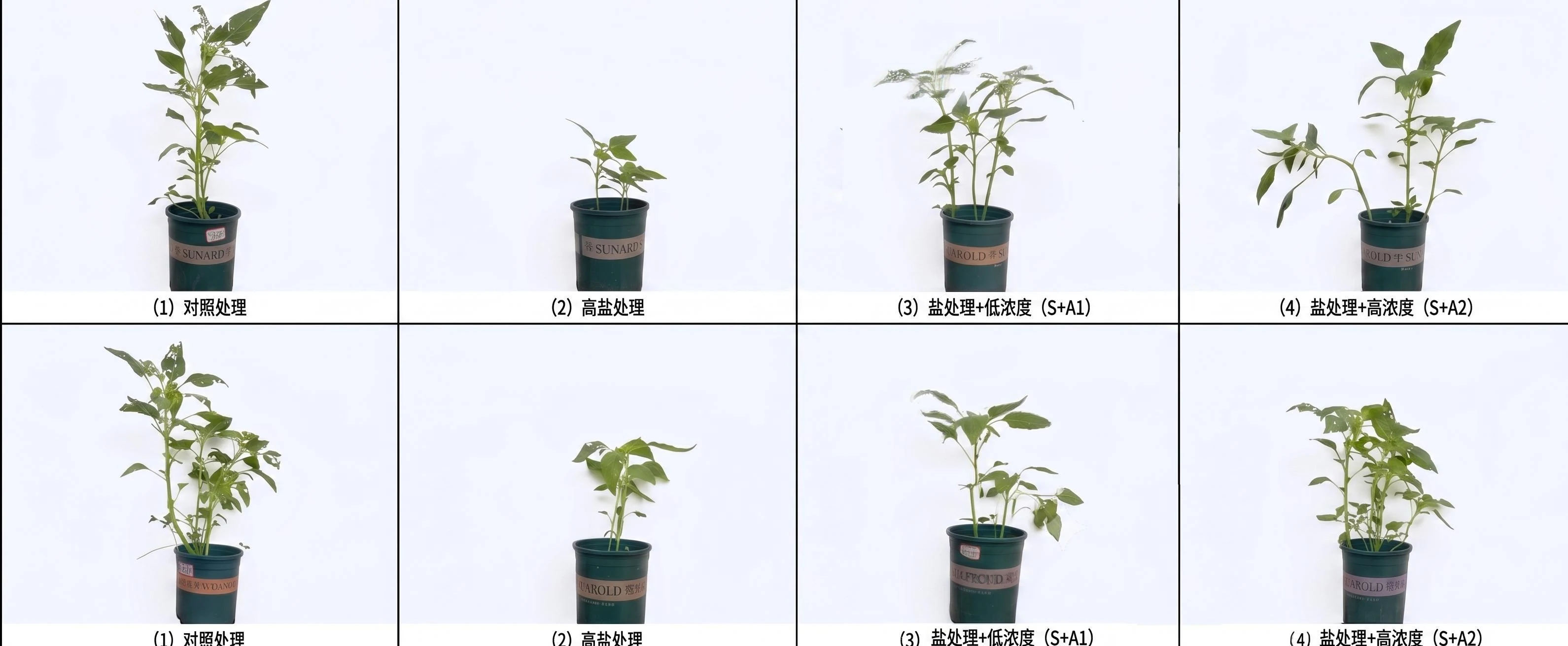两个观测阶段、四种处理条件下的马齿苋盆栽对比
